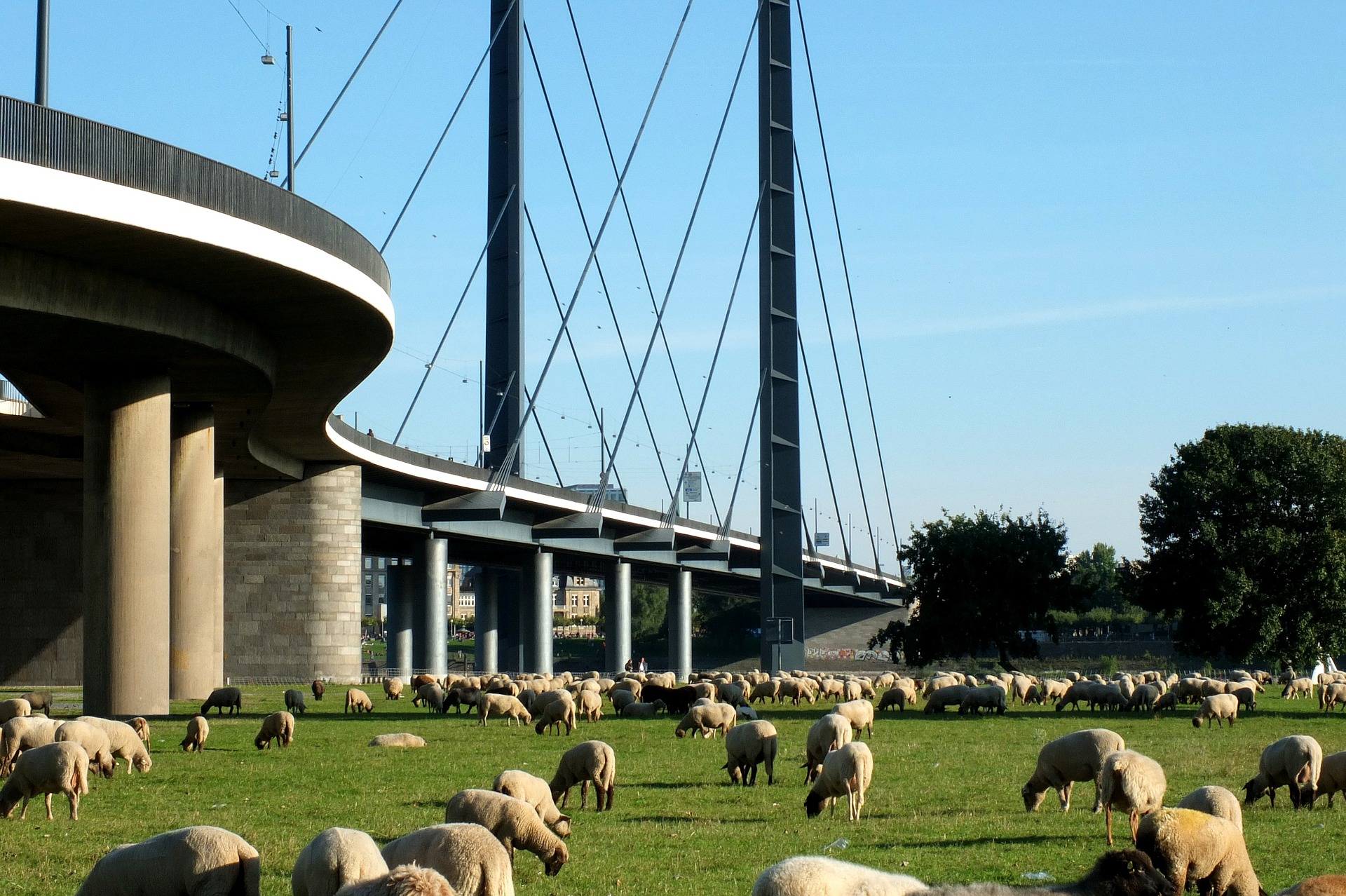 Bridge, мост, пастбище, овцы