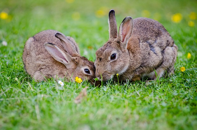 rabbit, animals, cute, summer, кролики, зайцы, зайчики, полянка, лето, домашние животные, pets, милые животные